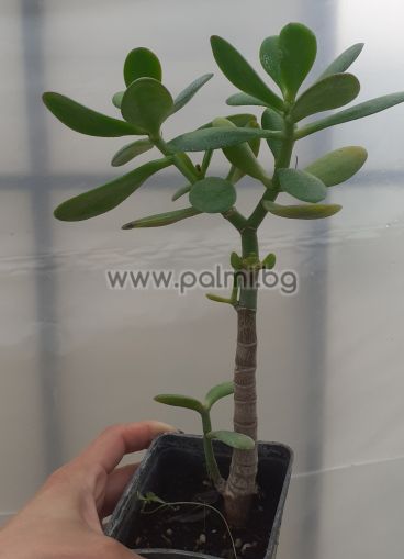   Красула, Crassula ovata