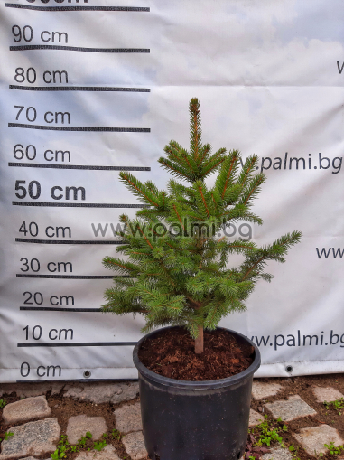 Сребрист смърч, Picea Pungens Glauca
