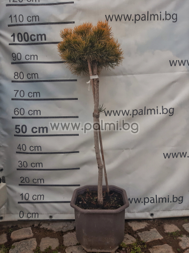 Златист, кълбовиден бор Pinus mugo 