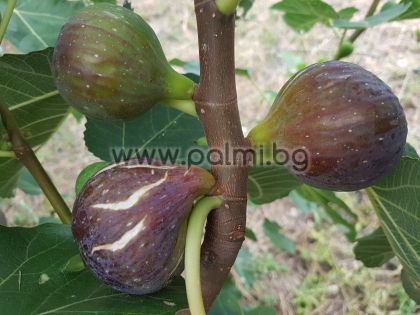 Ficus carica Brogiotto Nero, Смокиня Броджото Неро