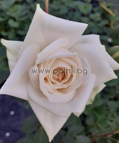 Катерлива  роза Бяла , Ароматна