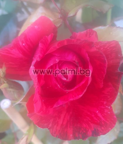 Hybrid Rose,Rote Intonation