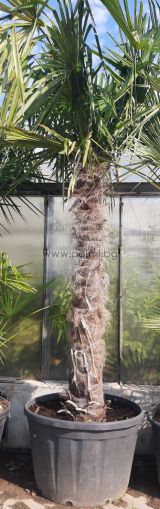 Легендарните палми Трахикарпус 