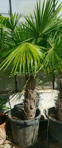 Студоустойчива палма Трахикарпус-Италия
