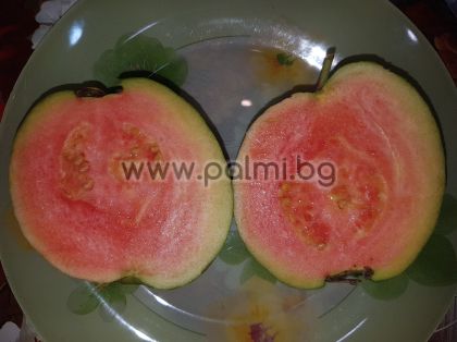 Psidium guajava, Pink Guava