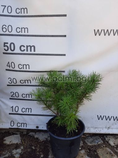 Pinus mugo  Клек