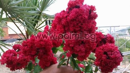 Lagerstroemia indica 'Royal Red', Crape Myrtle