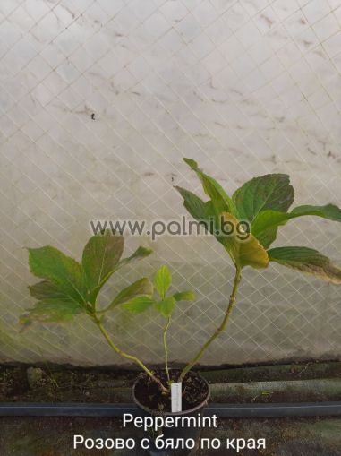 Двуцветна хортензия, Hydrangea macrophylla Pеppermint (' RIE 13'PBR)
