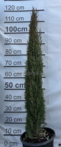 Mediterranean Cypress, Pencil Pine, f. Totem