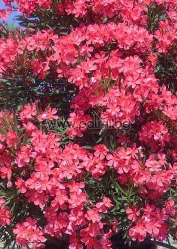 Oleander 'Papa Gambetta'