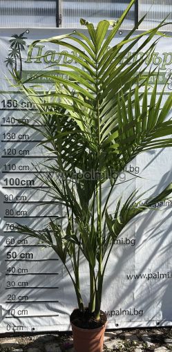 Австралийска палма Архонтофеникс- троен