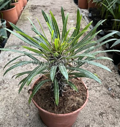 Мадагаскарска палма, Пахиподиум,  Pachypodium Lamerei