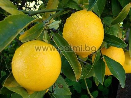 Citrus x Meyeri, Лимон Майер от Палм Център - Пловдив
