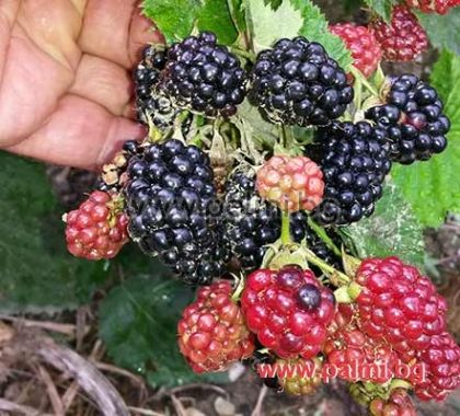 Large hybrid spineless blackberry