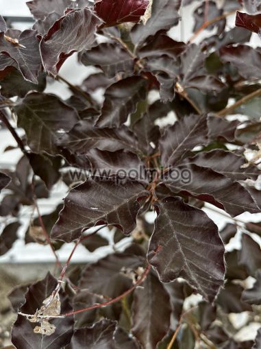 Червенолистен Бук , Fagus sylvatica Atropurpurea