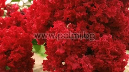 Lagerstroemia indica 'Royal Red', Crape Myrtle