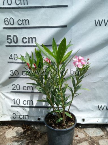 Oleander 2 pcs, Simie, Plumeria Red
