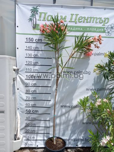 Nerium oleander 'Dupla Barac'