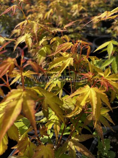  Японски клен, Acer palmatum 'Katsura'