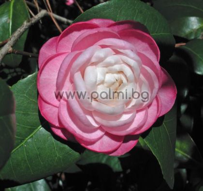 Камелия, Camellia japonica 'October Affair'
