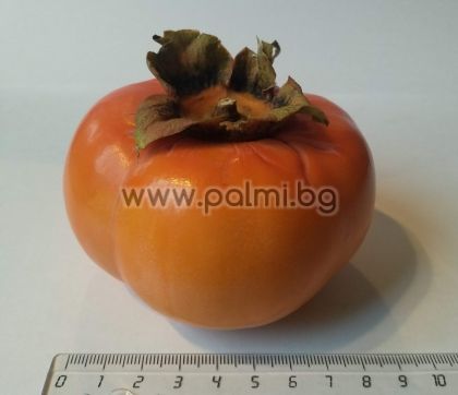 Japanese Persimmon, Kaki Jiro  in pot
