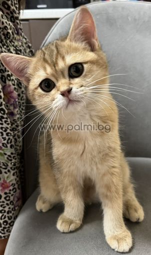 PET British shorthair