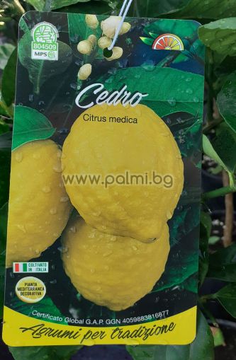 Лимон Седро, Citrus limon Cedro S
