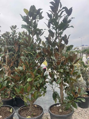 Evergreen Southern Magnolia, f. Gallisoniensis