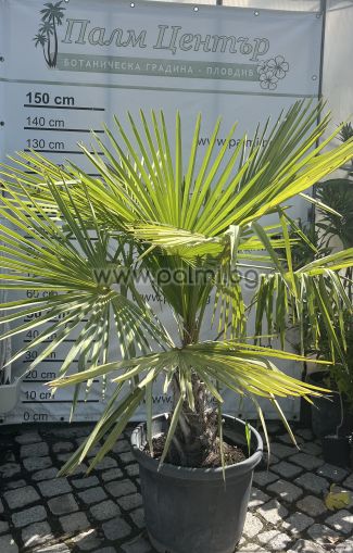 Die legendäre Trachycarpus "Bulgaria"