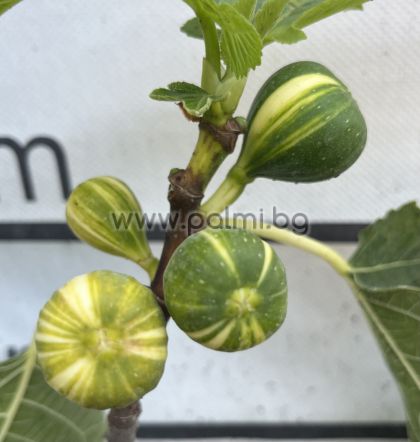 Смокиня  сорт Паначе, Ficus carica Panache