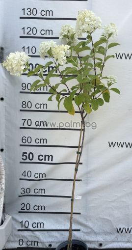 Едроцветна хортензия с пирамидални цветове Сребърен долар , Hydrangea paniculata Silver Dollar