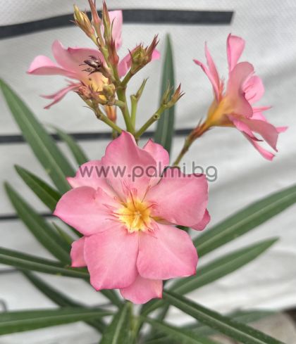 Oleander light orange, 'Aura'