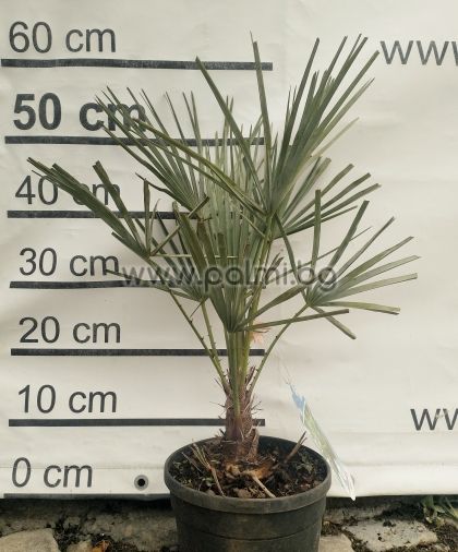 Blue Mediterranean Fan Palm, Cerifera