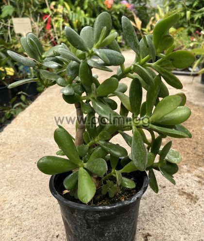  Jade Pfanze, Crassula ovata