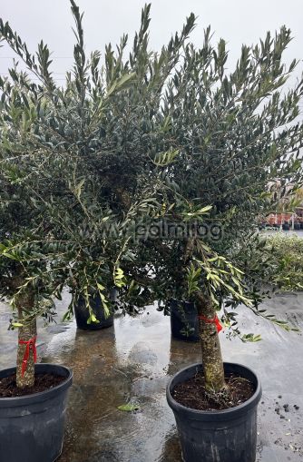 Olea europaea-Bonsai