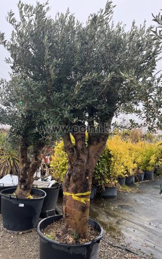 Olea europaea-Bonsai