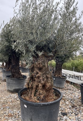 Olea europaea-Bonsai