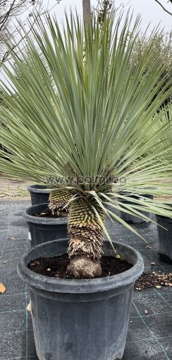 Cold hardy Beaked Yucca, Big Bend Yucca