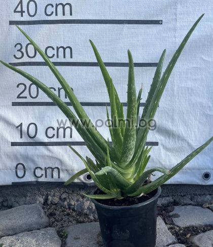 Aloe, 3 years old plant