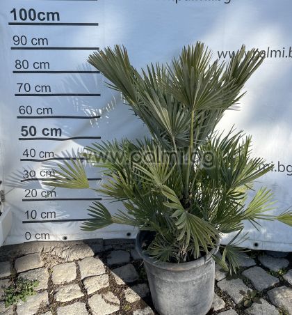 Volcanic Mediterranean Fan Palm, Etna,