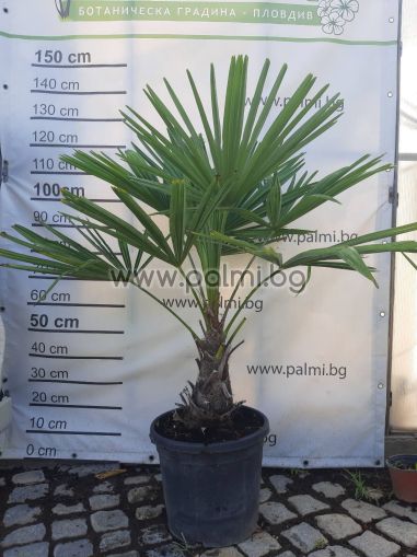 The Legendary Trachycarpus "Bulgaria"