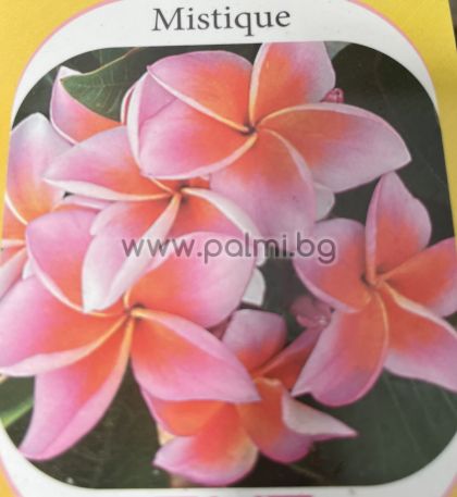 Frangipani Mistique