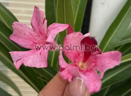 Oleander EVE