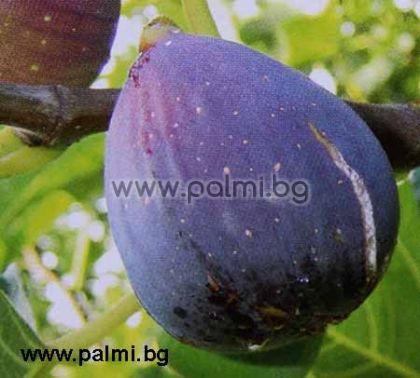 Смокиня от Аржантьой,Ficus carika  Violette d'argentuil