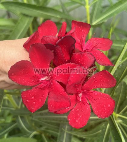 Олеандър, Торок Бордо, Oleander Torok Bordo