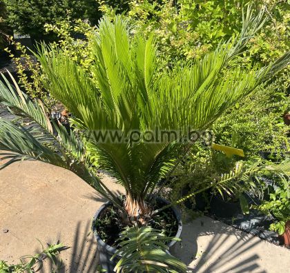 Palmfarn