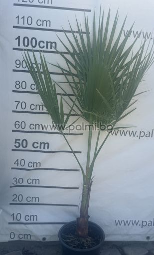 Mexican Fan Palm, Washington palm
