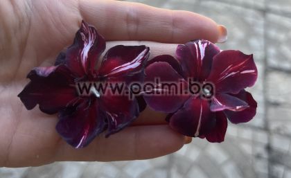 Олеандър Черен Диамант, Oleander Black Daimond ( Baby Diamant)