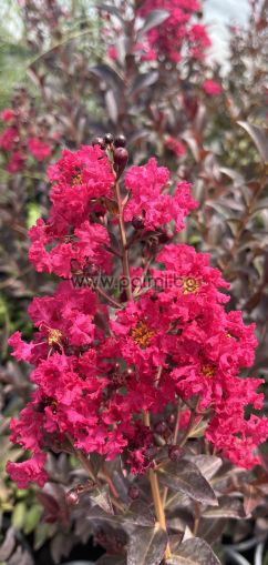 Lagerstroemia indica ''Double Feature''