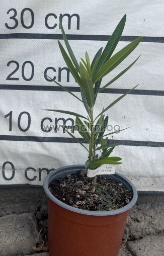 Nerium oleander Luna